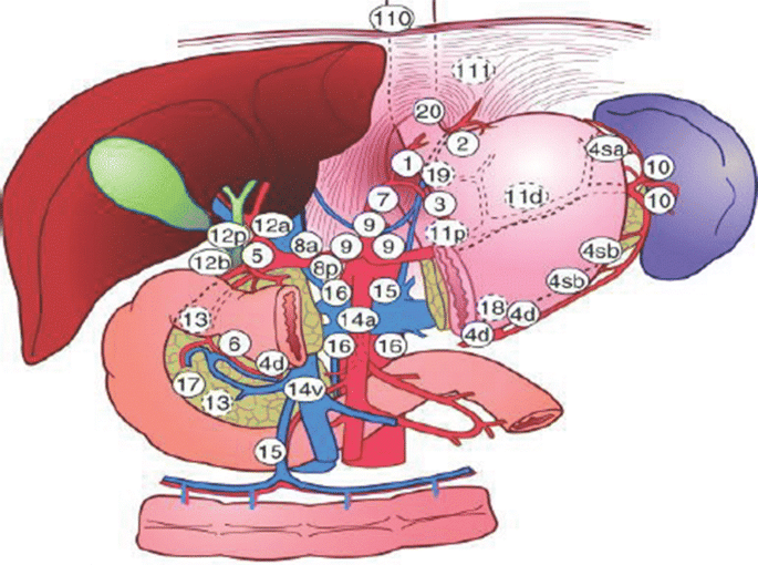 Основные группы лимфоузлов вокруг желудка
