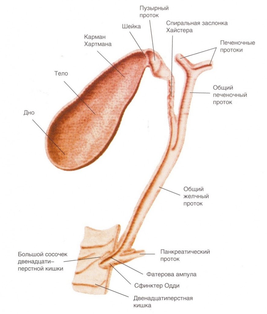 Анатомия внепеченочных желчевыводящих путей