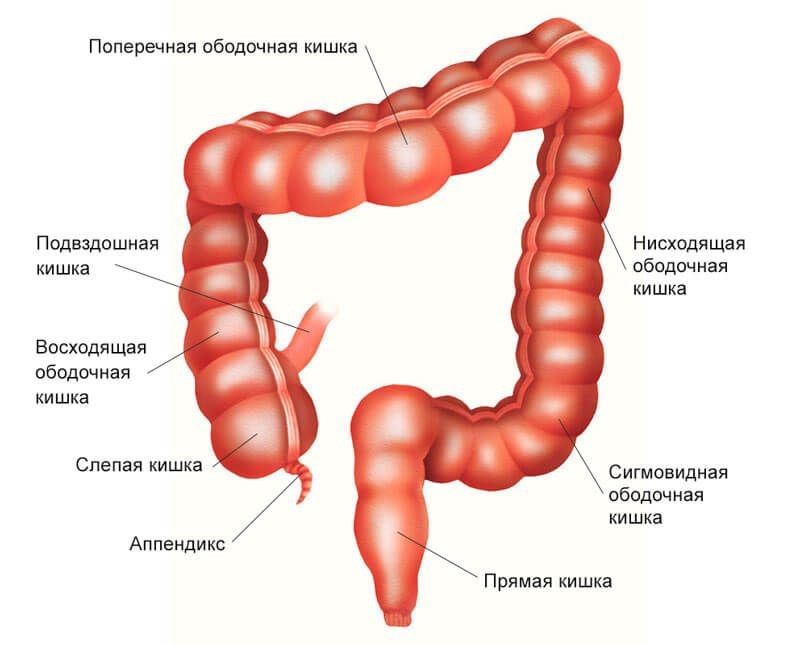 Гемиколэктомия - анатомия толстой кишки